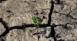 cracked earth soil with plant