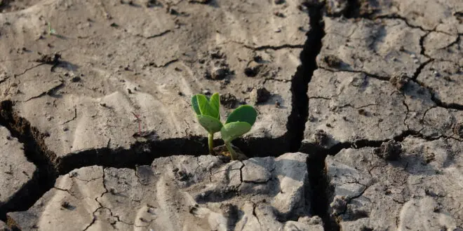 cracked earth soil with plant