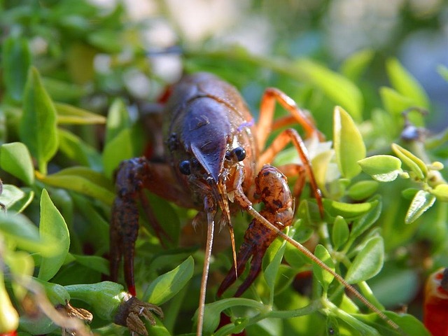 lobster-3182_640