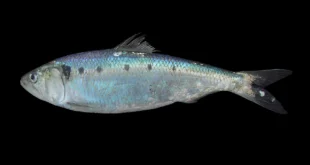 1280px Alosa fallax