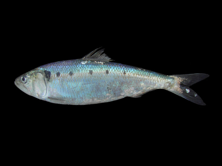 1280px-Alosa_fallax