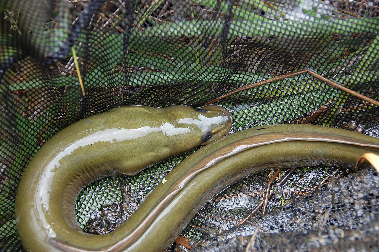 1280px-FishEatingEalWithBroadJaws