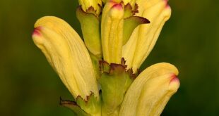 Pedicularis sceptrum carolinum Kuninga kuuskjalg Niitvalja2
