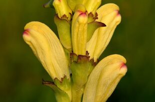 Pedicularis sceptrum carolinum Kuninga kuuskjalg Niitvalja2