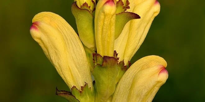 Pedicularis sceptrum carolinum Kuninga kuuskjalg Niitvalja2
