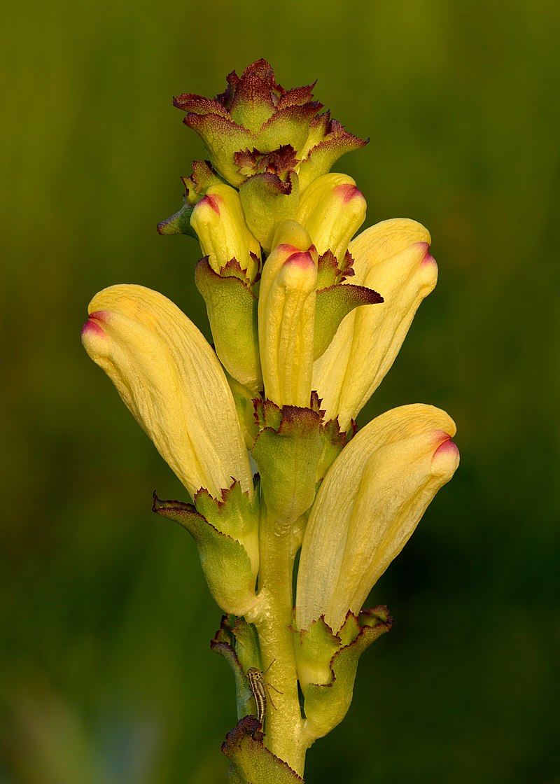 Pedicularis_sceptrum-carolinum_-_Kuninga-kuuskjalg_Niitvälja2
