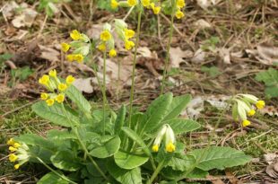 Primula veris 230405