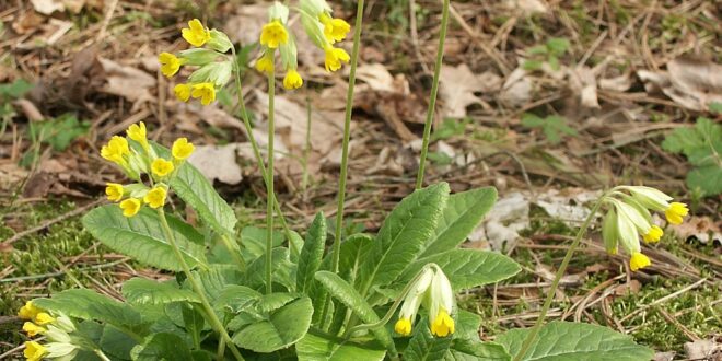 Primula veris 230405