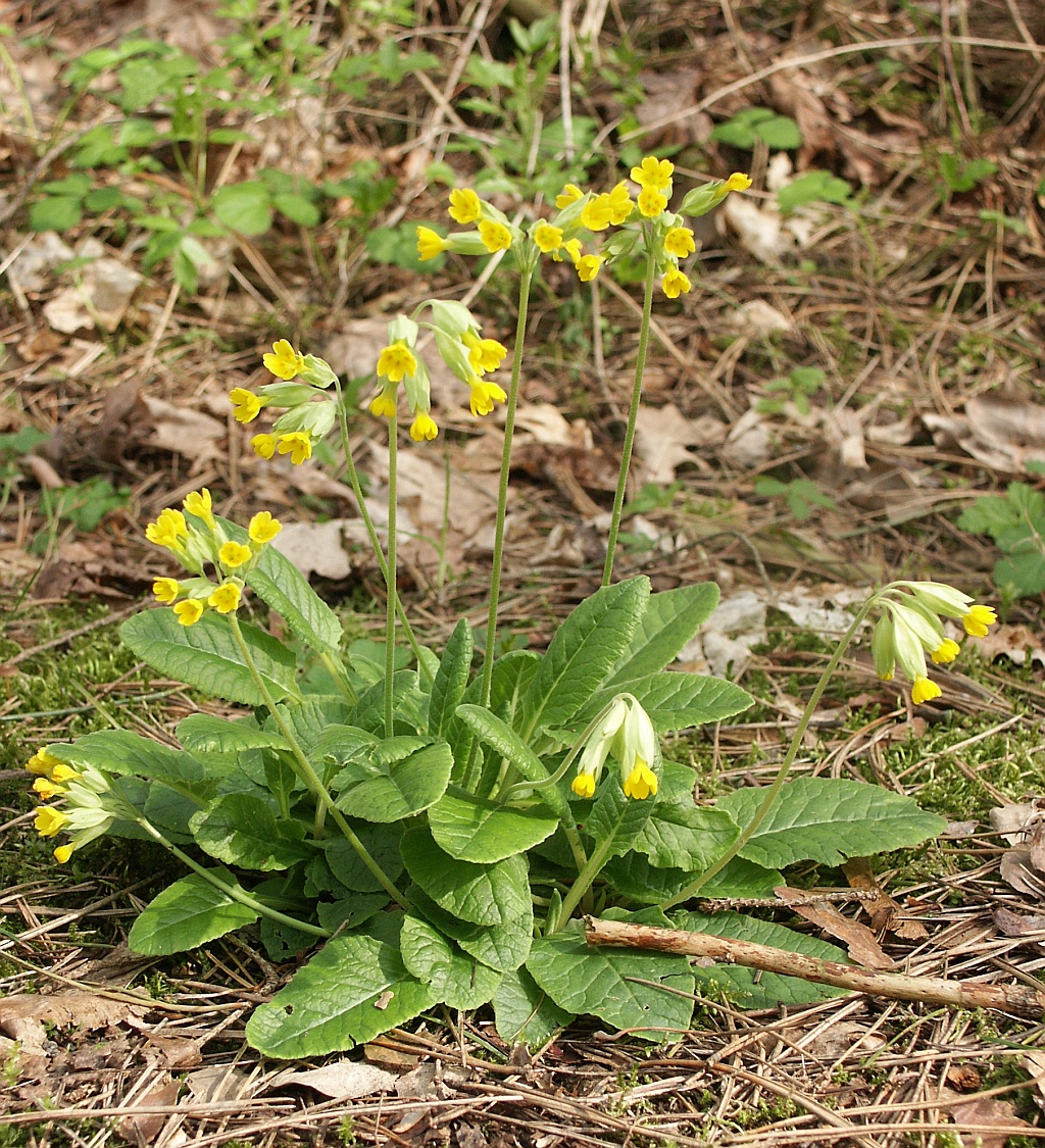 Primula_veris_230405