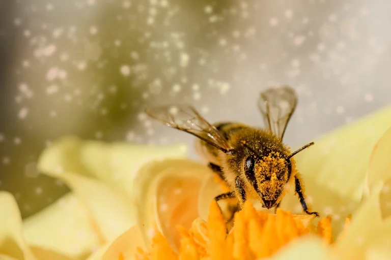 bee-g455e99a95_1280