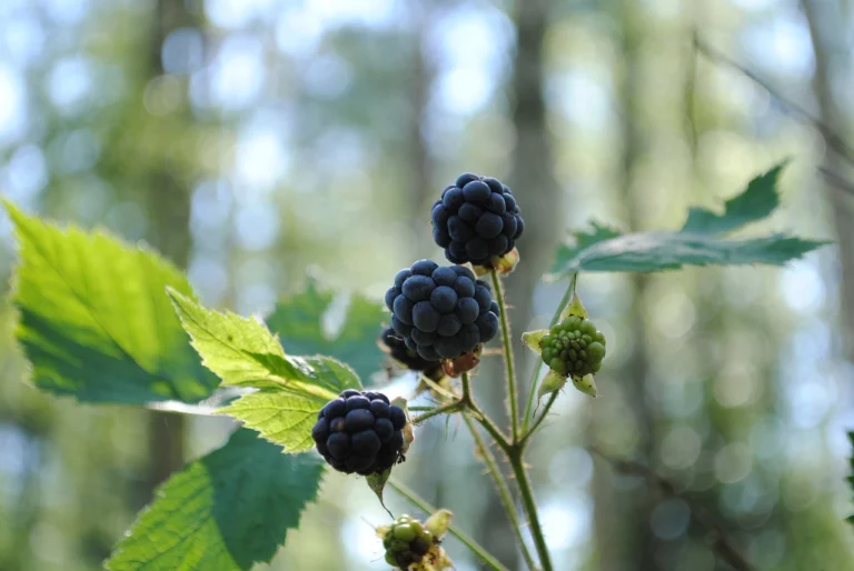 berry-g50f23f089_1280