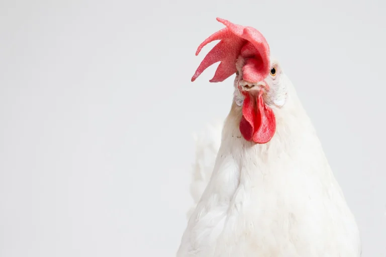 bird-gdf0f912f9_1280