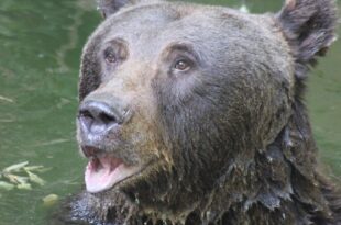 brown bear gd14092f06 1280