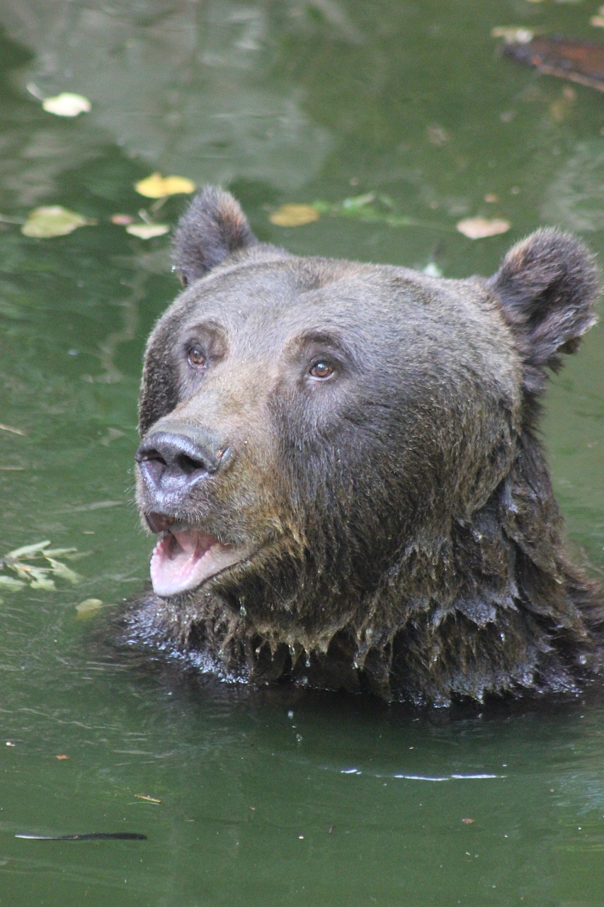 brown-bear-gd14092f06_1280