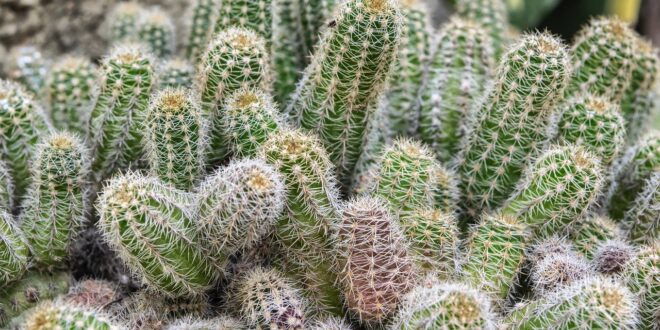 cactus g86fbdb96f 1280