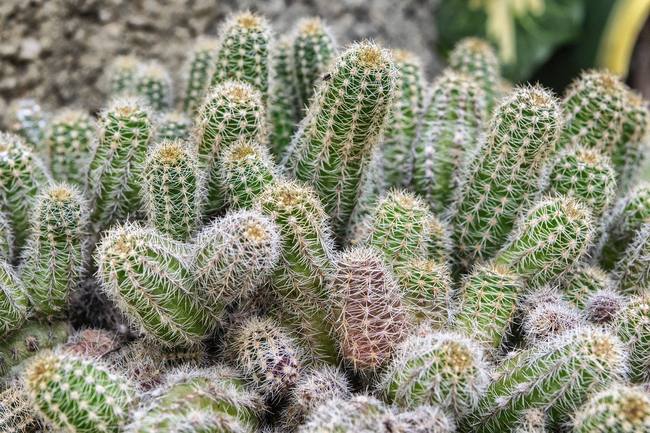 cactus-g86fbdb96f_1280