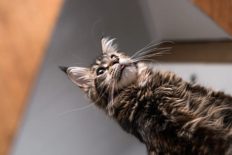 cat-g613768bcb_1280