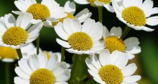 chamomile g0fb09c6e0 1280