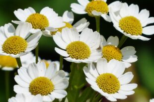 chamomile g0fb09c6e0 1280