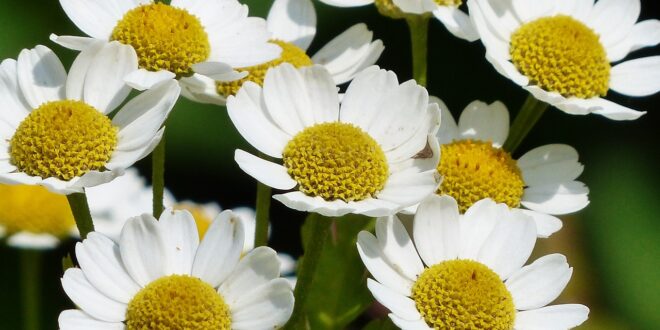 chamomile g0fb09c6e0 1280