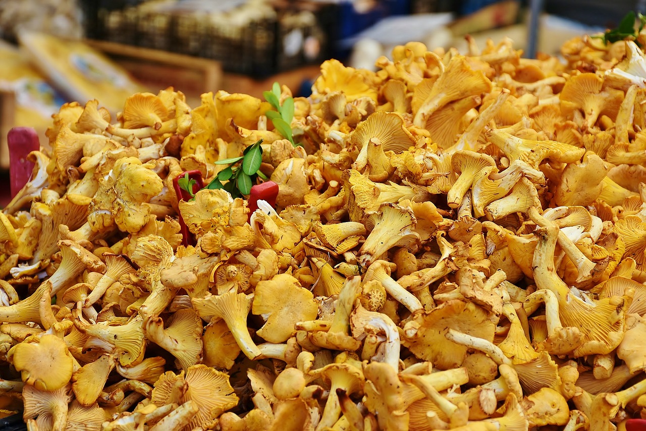 chanterelles-gcdfc261dc_1280
