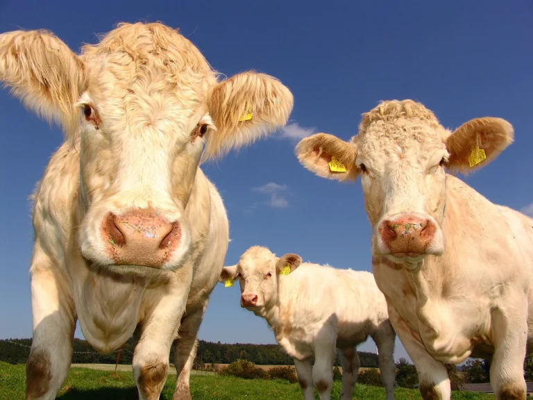 cows-g18119fca7_1280