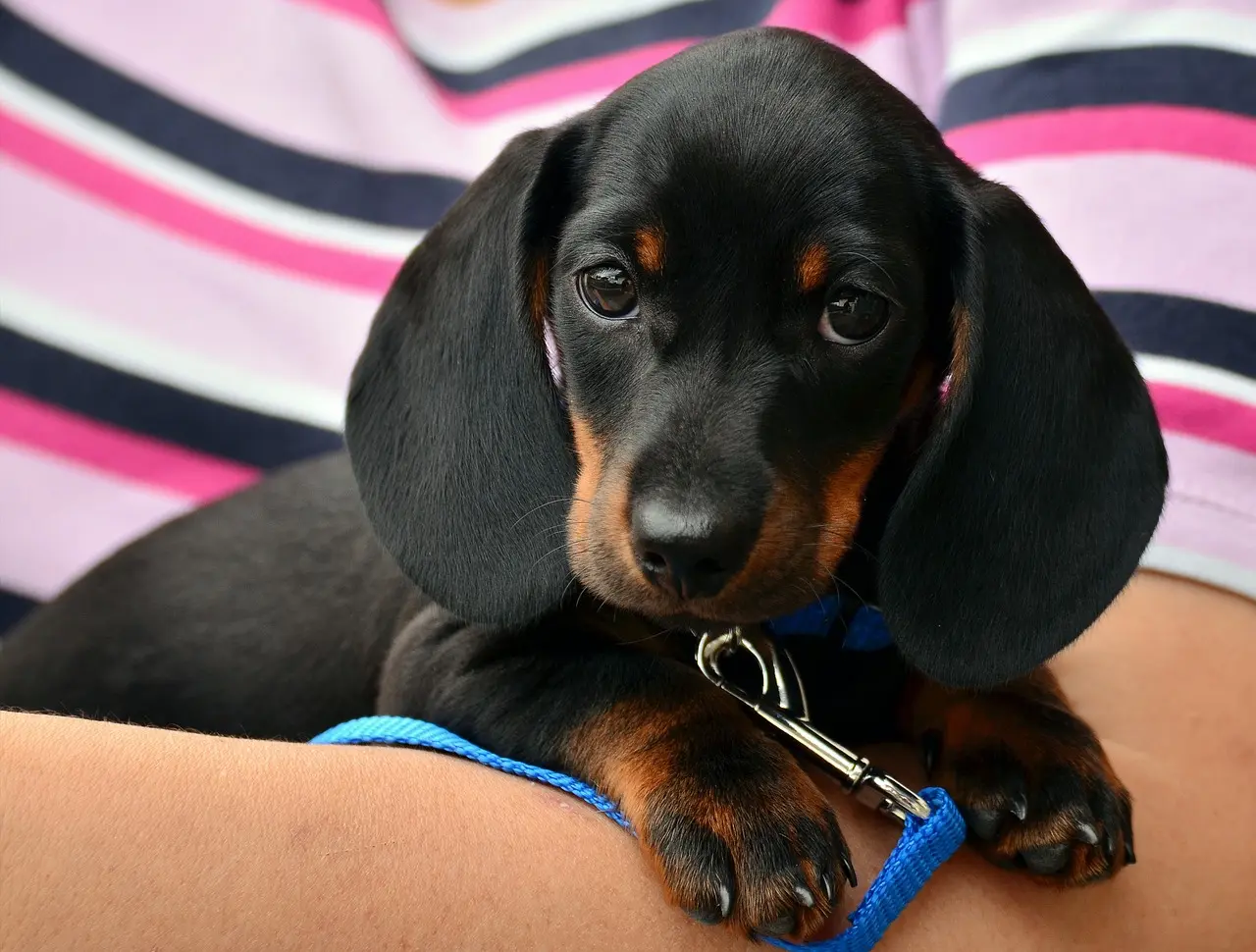 dachshund-gbcaee950f_1280