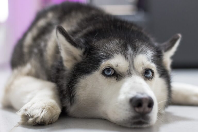 dog-ge9b1be33c_1280