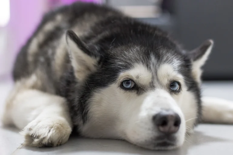 dog-ge9b1be33c_1280