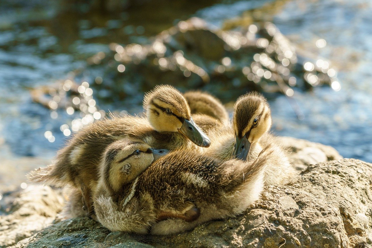 ducks-gdfe9f3d5f_1280