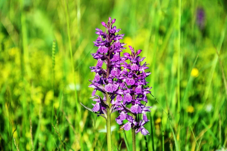 flower-g451e1b950_1280