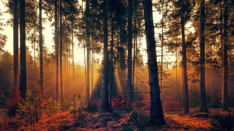 forest-g09104d713_1280