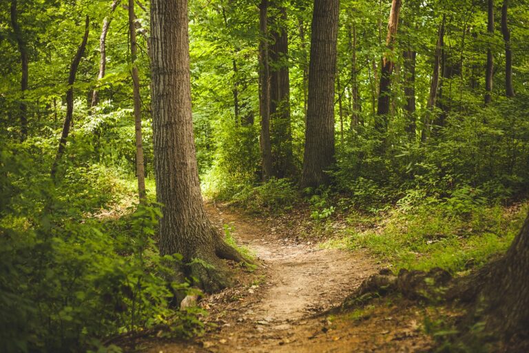 forest-g7b1b55ac6_1280