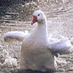 goose-g50de05352_1280