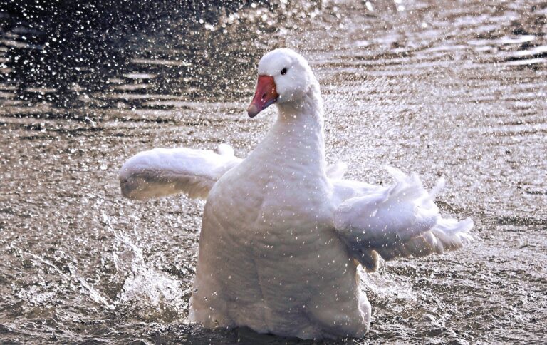 goose-g50de05352_1280