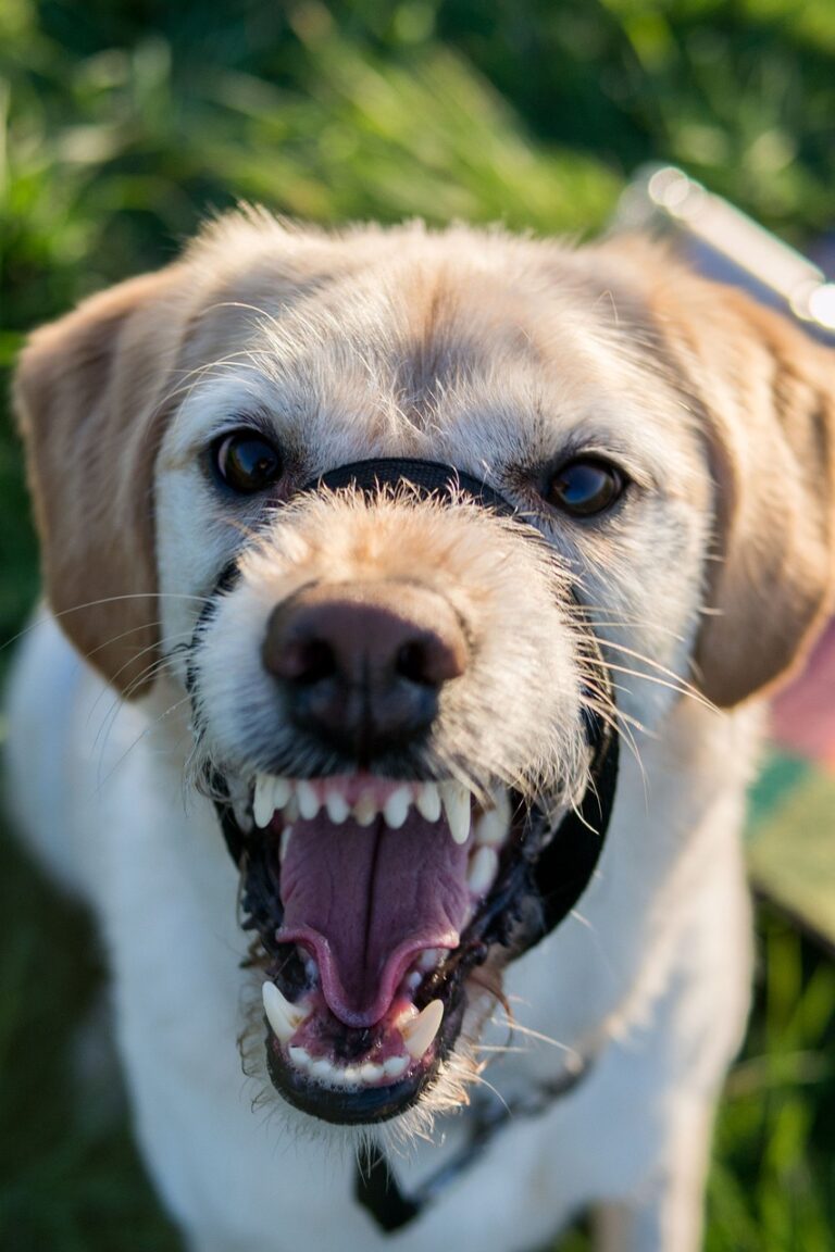labradoodle-gea85d0d39_1280