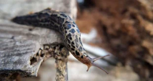 leopard slug