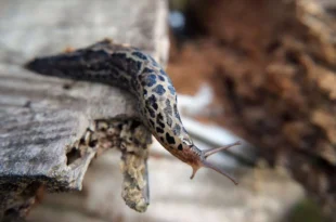 leopard slug