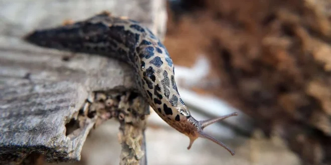 leopard slug