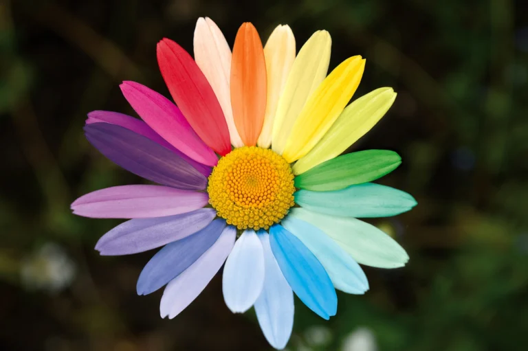 marguerite-g727075c37_1280