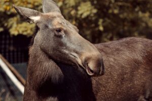 moose-g8cf611127_1280