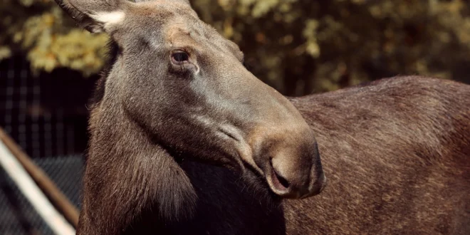 moose g8cf611127 1280