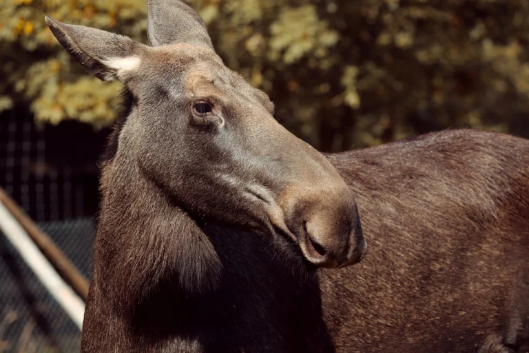 moose-g8cf611127_1280