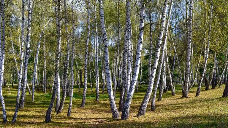 nature-5625651_1280