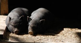 pigs g28622b8b5 1280