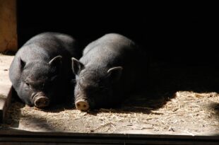 pigs g28622b8b5 1280