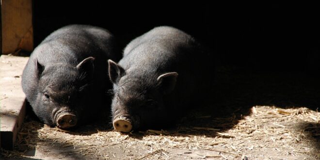 pigs g28622b8b5 1280