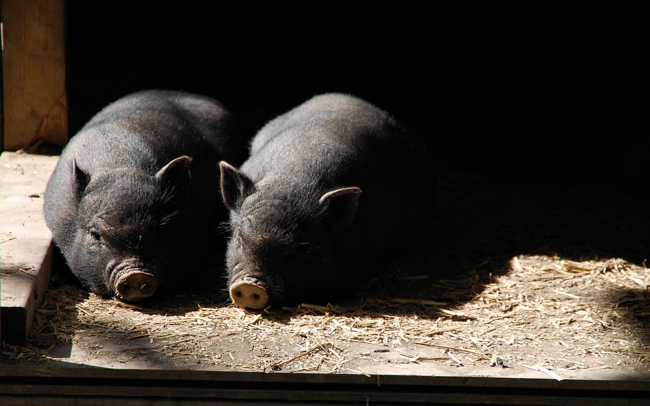 pigs-g28622b8b5_1280