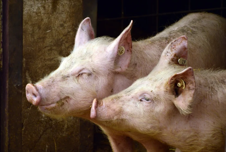 pigs-g65dbc0bbf_1280