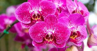 pink phalaenopsis orchid flower